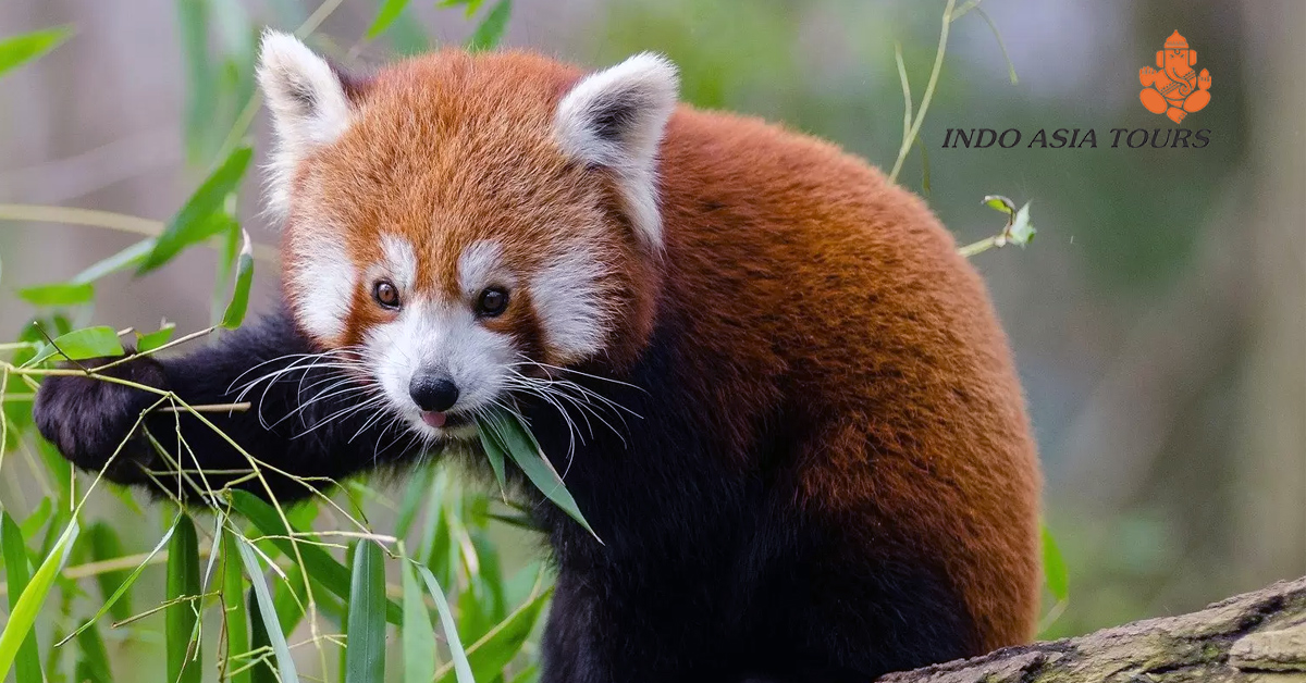 IndoasiaTours's tweet photo. Red Panda: We also have them in India!
In India, Red Pana is found in Sikkim, western Arunachal Pradesh, Darjeeling district of West Bengal and parts of Meghalaya.

#Redpanda #Redpandafamily #inbound #partnerwithus
#tourism #roamtheplanet #travelling #visitindia #welovetravel https://t.co/JIlZgGg0dX