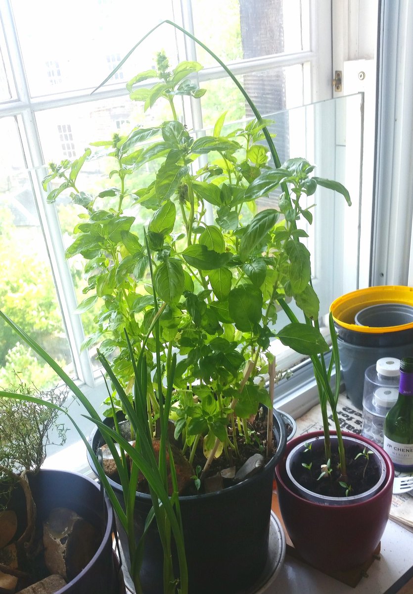DbDegrees's tweet photo. Herbglorious - the #basil was 49p in a reduced aisle 5 months ago, repotted it twice, never had to buy fresh basil since. I find putting a #grannysmith apple in herb pots they go mental & the apple stays firm for months. Pic2 Grow your own #Garlic shoots for buttons.
#PovertyChef https://t.co/2Q5gnyrT0S