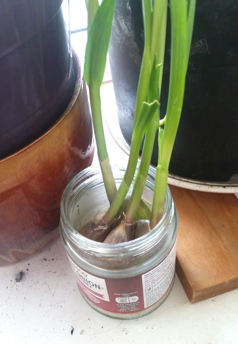 DbDegrees's tweet photo. Herbglorious - the #basil was 49p in a reduced aisle 5 months ago, repotted it twice, never had to buy fresh basil since. I find putting a #grannysmith apple in herb pots they go mental & the apple stays firm for months. Pic2 Grow your own #Garlic shoots for buttons.
#PovertyChef https://t.co/2Q5gnyrT0S