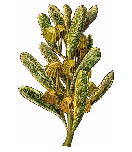 9/n: Therefore, broadly applied Glossopteris leaf names are probably misleading. And has probably lead to false, biostratigraphic and phytogeographic conclusions.Pic: A Reconstruction of Lidgetonnia, a Glossopteris fertile structure. (Prevec & Matiwane, 2018)