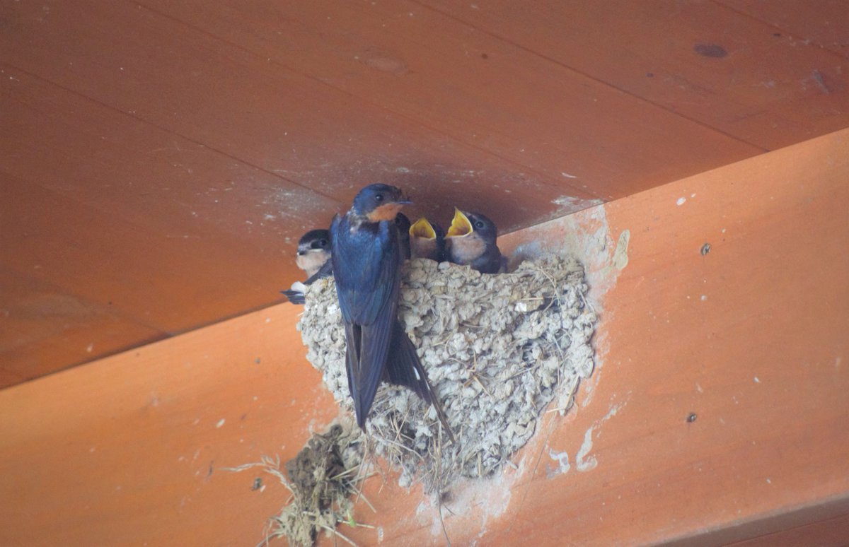 今年もツバメが帰ってきてくれました(◍•ᴗ•◍)
観光に関係するものも大きく変わらんといけん状況やけど、こうやって毎年恒例の風景をみるとやっぱりホっとするね♪

でもツバメにもいつもと違うことがあって💦
どうも別のツバメが新しい巣を作ってるみたい💧
また賑やかになりそうです♪