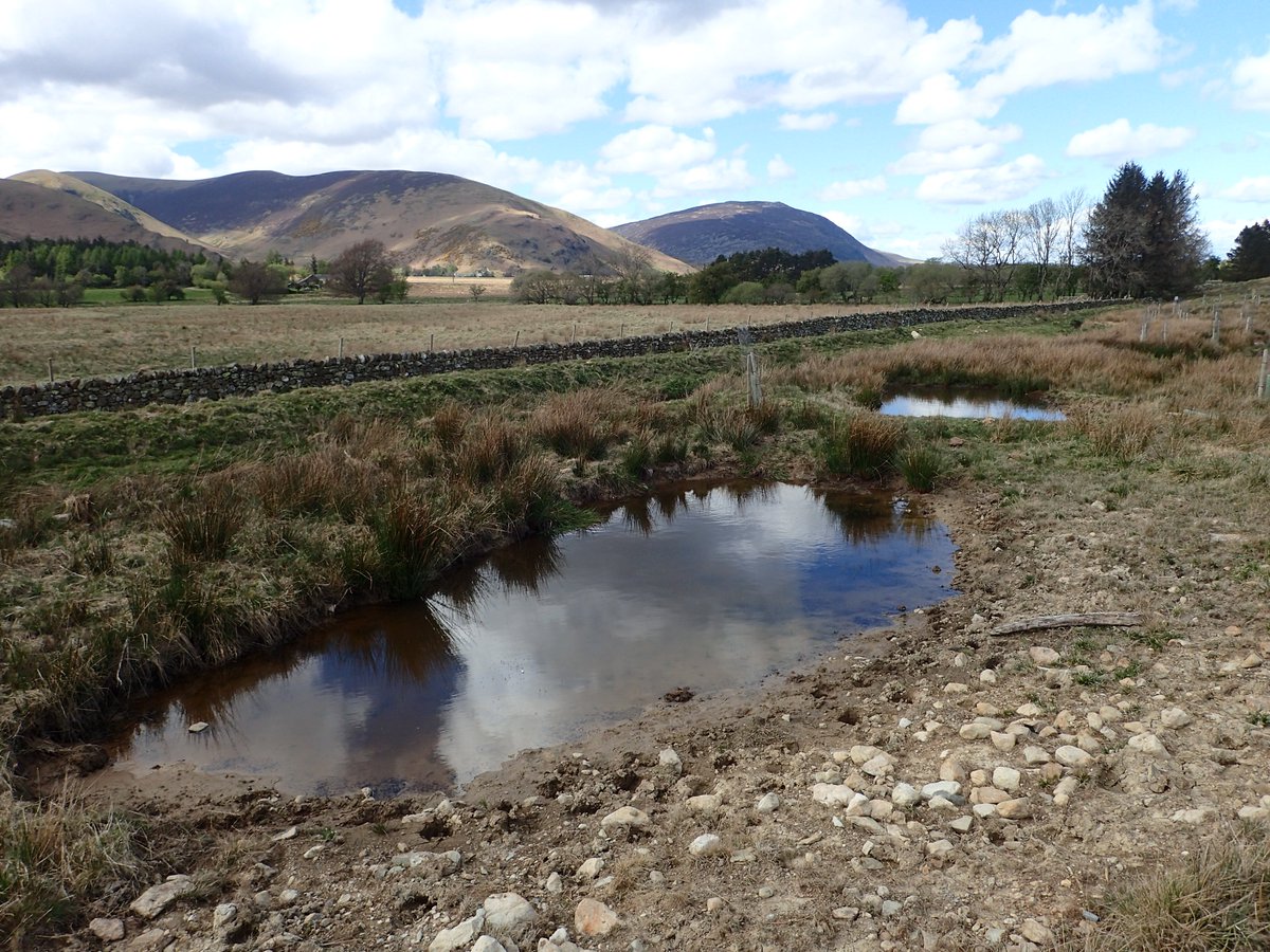 Some bug-eyed creepy-crawlies colonising the shoreline of the new ponds at <a href="/cumbriawildlife/">CumbriaWildlifeTrust</a>'s #EycottHill reserve back in April: the beetles Elaphrus riparius and E cupreus and the shorebug Saldula saltatoria