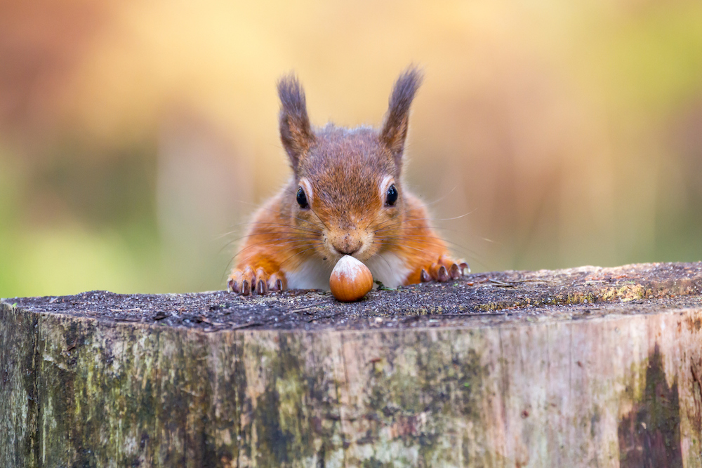 Weaverswines's tweet photo. Introducing Alan! You don't think we collect all those acorns for our Castle Gate gin on our own do you!?  We get lots of help frm our friend Alan who is very knowledgeable on all things acorn! Happy WorldGinDay 13/6
https://t.co/Fzzka2uXHw
#castlegategin #WorldGinDay #nottingham https://t.co/3WSRS1vLZH