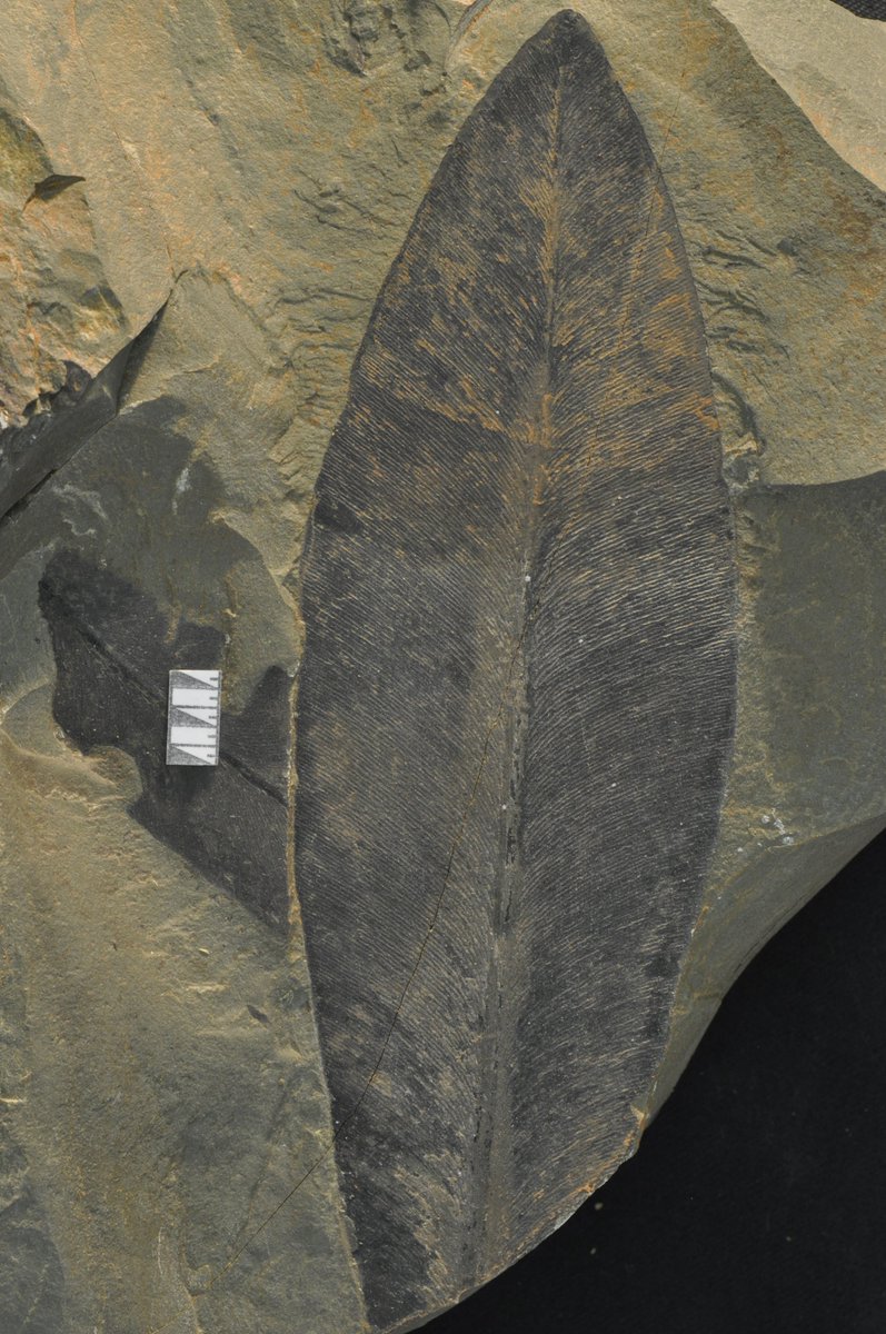 10/n: Glossopteris leaves have the potential to be useful indicators of temporal change in the fossil record. However, there is a lack of consensus as to the best way to classify these leaves. Due to a general lack of faith that species can be consistently discriminated.