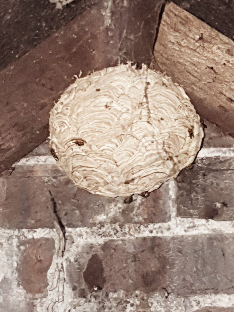AcutePest's tweet photo. Another happy customer! Removal of a very active wasps nest in an attic/loft space. Have a look at our before &amp; after pictures below! #APC https://t.co/HQlvEnKuJT