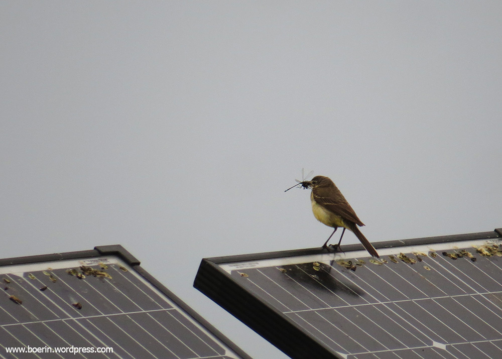 boerinhendrika's tweet image. Wat heeft de #gele_kwikstaart voor #prooi in z'n bek? Even inzoomen. Een #lantaarntje, een #waterjuffer

#libellen #insecten #insectenopdeboerderij #plasdras #weidevogels #weidevogelbeheer #boerenlandvogels
#boerennatuur💚