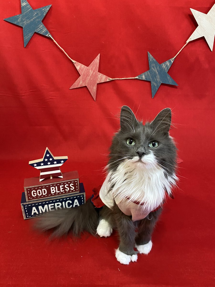 Miss_Phoebe_Lee's tweet photo. 🇺🇸 Since our country’s birthday is comin up this 4th of July I thought I’d get a jump start on the celebrations for #PhoebesFashionFriday! 🇺🇸

I am wearin a red ❤️, white 🤍, and blue 💙 dress with hearts on the back. Behind me are some stars but I’M the main star of dis shoot!😻 https://t.co/LmXsSnPl3j