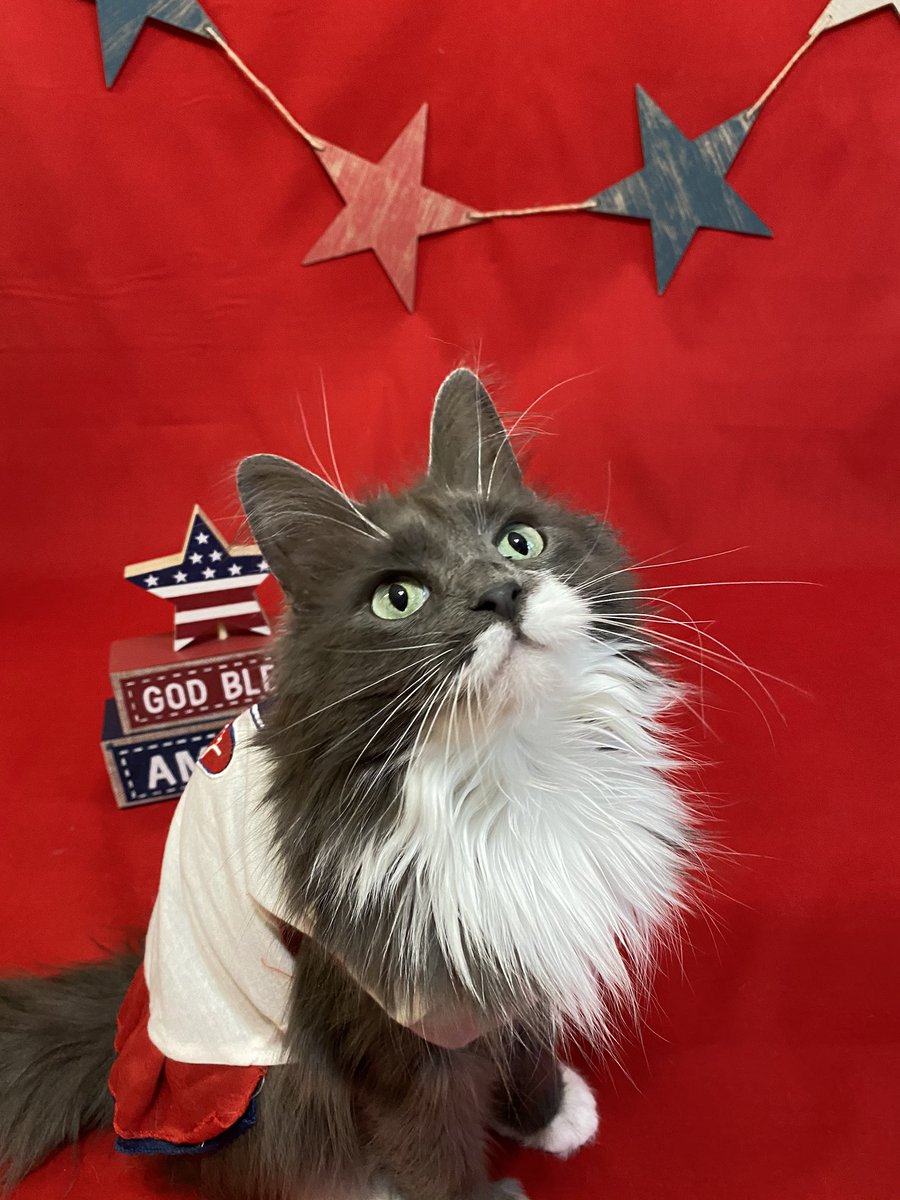 Miss_Phoebe_Lee's tweet photo. 🇺🇸 Since our country’s birthday is comin up this 4th of July I thought I’d get a jump start on the celebrations for #PhoebesFashionFriday! 🇺🇸

I am wearin a red ❤️, white 🤍, and blue 💙 dress with hearts on the back. Behind me are some stars but I’M the main star of dis shoot!😻 https://t.co/LmXsSnPl3j