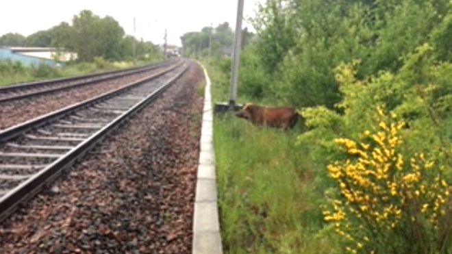 BBC Wild boar on the loose at Wishaw causes train disruption. bbc.co.uk/news/uk-scotla… It is not 'on the loose' it is just 'wild'.