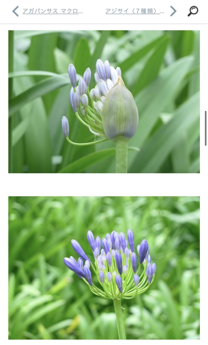 うぇん エヴァ済 花の名はアガパンサスでした 草花snsのaiでもヒットしなかったから 名前を教えて タグ付けて投稿してたらすぐ回答来た しゅごい 回答を頂いた後アガパンサス 蕾で検索して出てきたサイト見て確信 こんななるの すごい見覚えあるやつや うぇん エヴァ済 花の名はアガパンサスでした 草花snsのaiでもヒットしなかったから 名前を教えて タグ付けて投稿してたらすぐ回答来た しゅごい 回答を頂いた後アガパンサス 蕾で検索して出てきたサイト見て確信 こんななるの すごい見覚えあるやつや