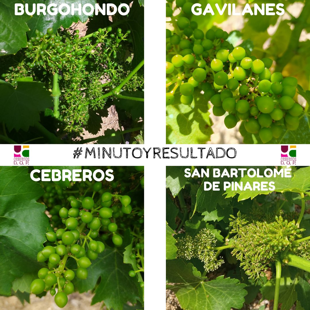 Ha vuelto <a href="/LaLiga/">LALIGA</a>⚽️ y que mejor momento para un #minutoyresultado del estado fenológico de la #garnacha en la #DOPCebreros. 
Nos encontramos con final de la #floración, #cuajado o #tamañoguisante dependiendo de la altitud, orientación, suelos... 
Por el momento, todo🆗🤞🤞🤞