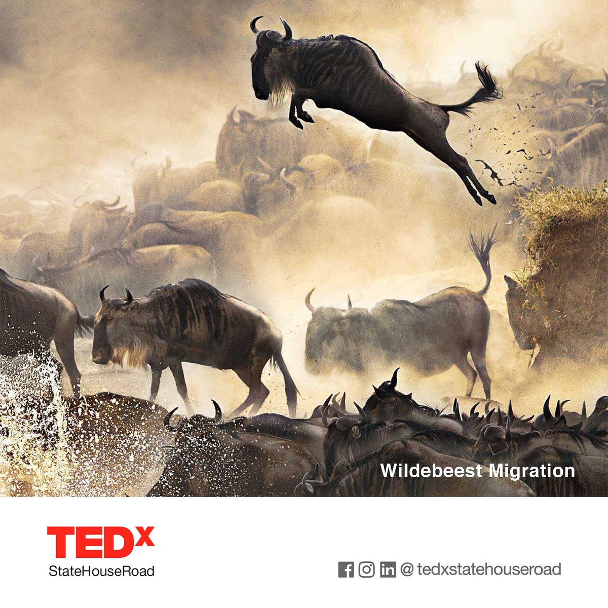 TedxStateHouse's tweet photo. *Wildebeest Migration*
Each year, almost two million wildebeest migrate from Tanzania's Serengeti to the south of Kenya's Masai Mara in search of lush grazing grounds and life-giving water. 
Join us online on the 20th of June for TEDxStateHouseRoad
#TEDxStateHouseRoad https://t.co/EX2OQxW93N