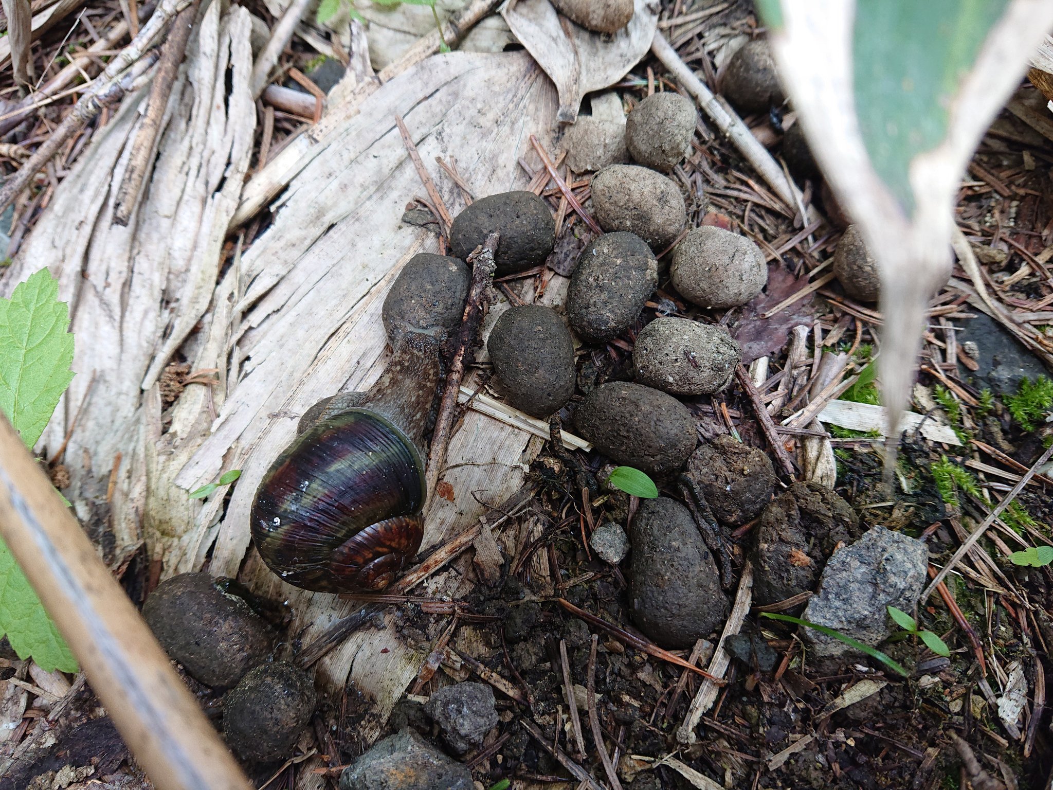旭川医大寄生虫学講座 On Twitter シカの糞を食べるエゾマイマイ 陸貝が寄生虫の中間宿主になることは珍しくないよ