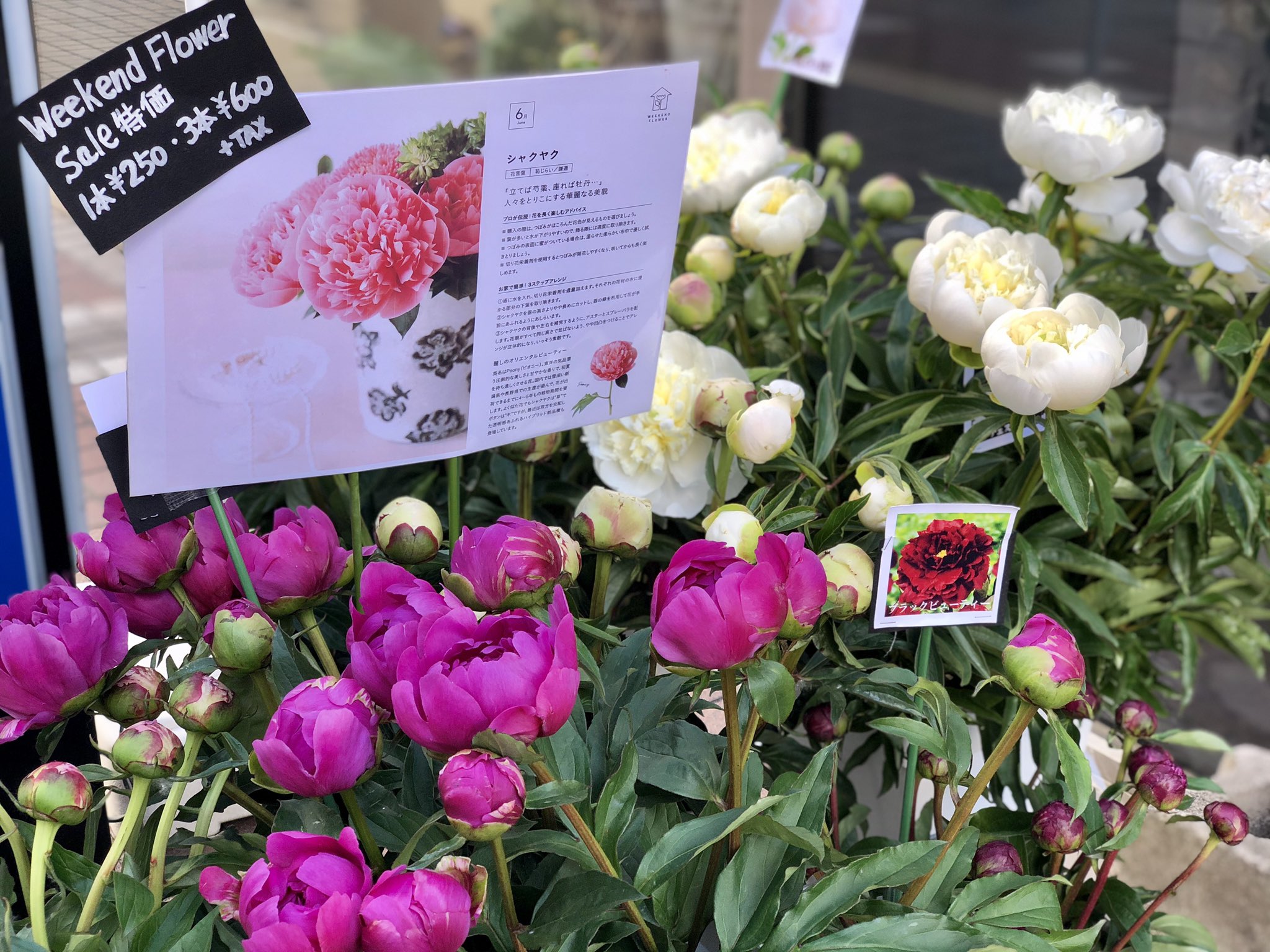 フルール若林 芍薬 シャクヤク セール中 今の季節はシャクヤクですね 札幌 札幌駅 北4条西5丁目 花屋 フラワーショップ 花のある暮らし ウィークエンドフラワー 芍薬 ダッチェスドネムール T Co 9wtkdutc3v Twitter