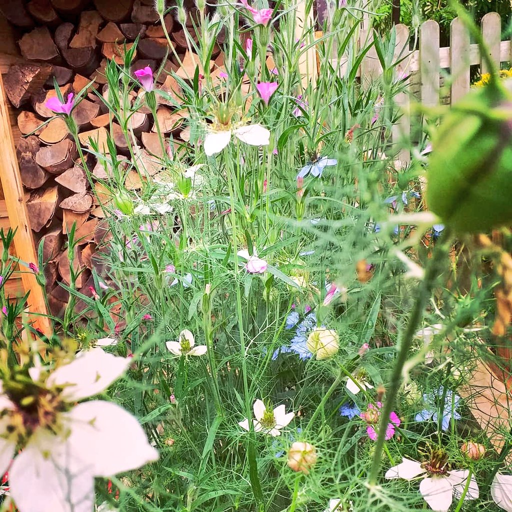 My garden is my haven. Wonderful unmanicured. Always buzzing and fluttering and home to lizards, slowworms, grass snakes and hedgehogs #wildlifegarden #wildlifepond #naturegarden #wildflowers