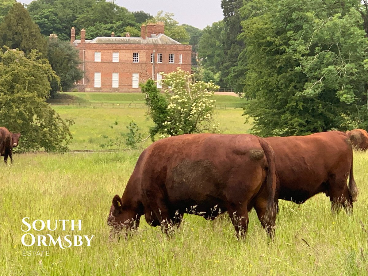 southormsby's tweet photo. This affectionate #LincolnRed family is enjoying the long grass. We implemented a one-hectare #paddocksystem last year. Every three days, our cattle move into the next paddock where they can enjoy some long, fresh grass.
#sustainableagriculture #grazing https://t.co/pucUk0VF1f
