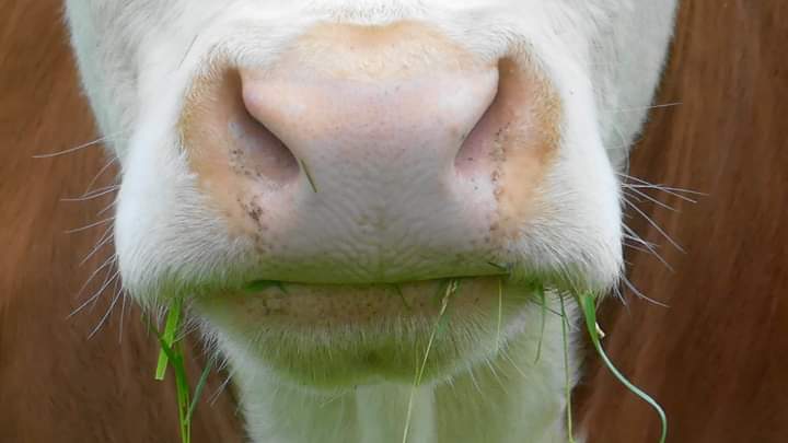 RomanyHerefords's tweet image. Insert grass here.....!
#grasstobeef #beefboxes #romanyherefords