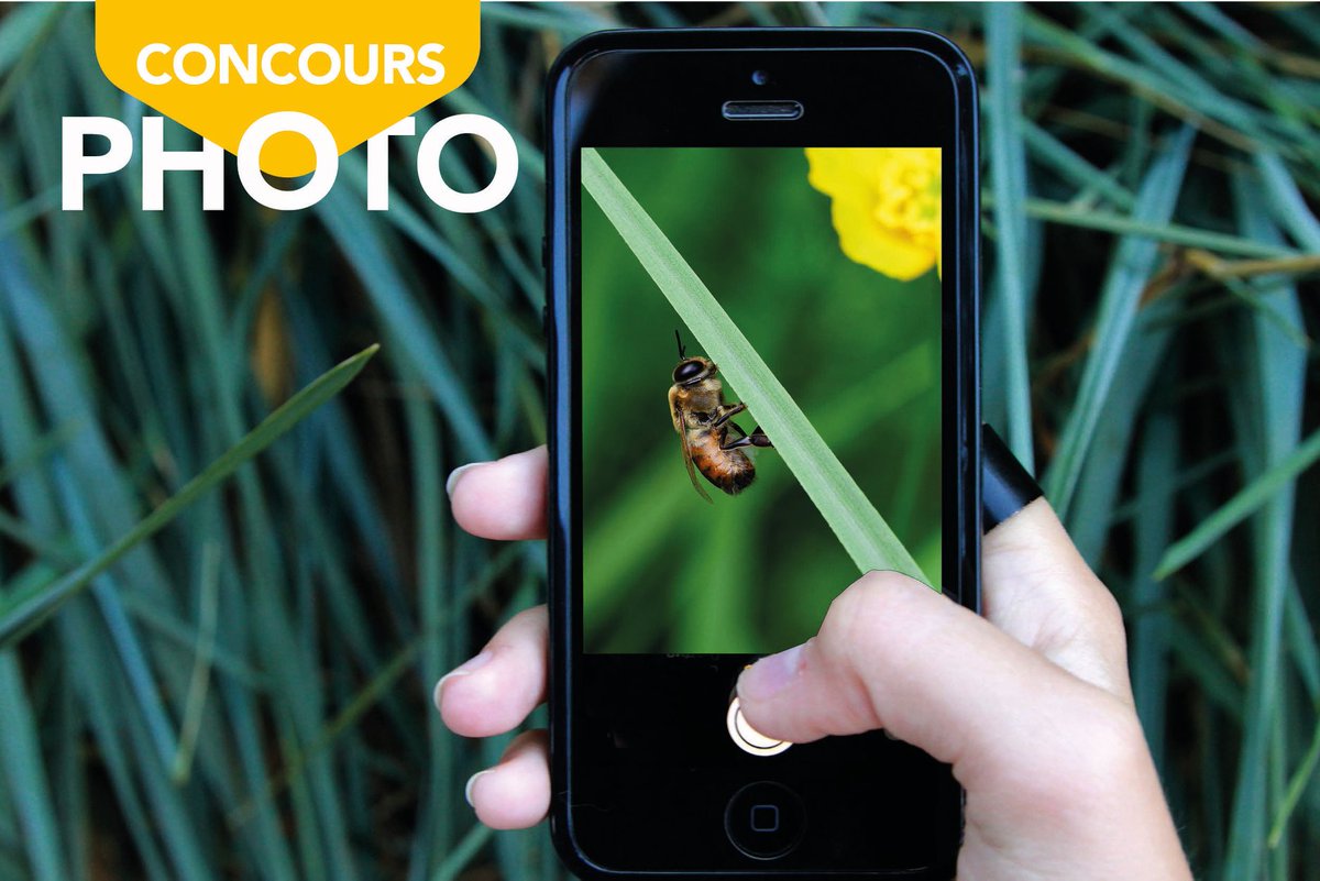 Icko Apiculture 🐝 tweet media