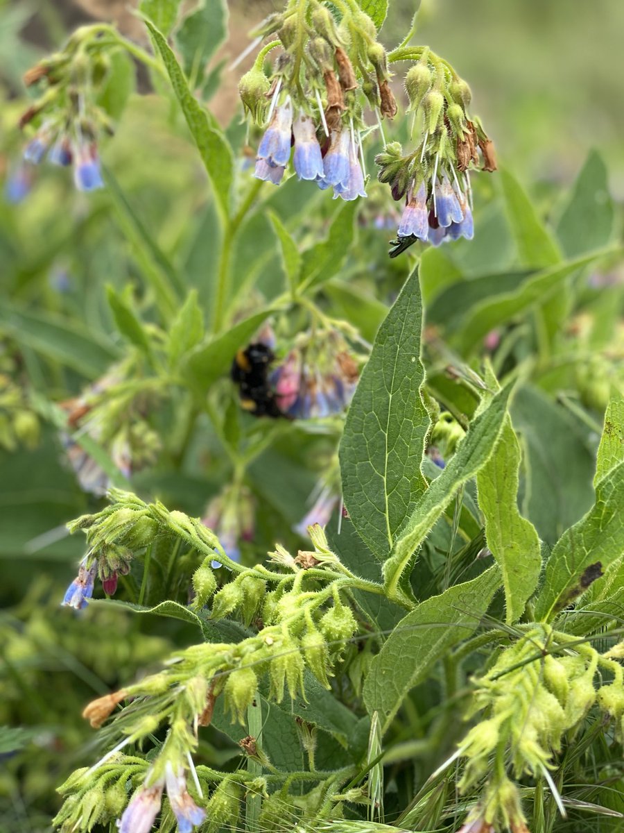 FridayStFarm's tweet image. This plant/ flower is absolutely full of bumble bees. Can someone tell me what it is?