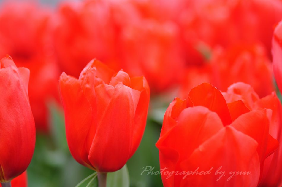 赤色の花 赤色の花