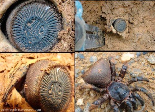 A Book Of Rather Strange Animals On Twitter The Ravine Trapdoor Spider Uses Its Unusual Shell Like Back To Block The Entrance To Burrows That It Makes the ravine trapdoor spider uses its