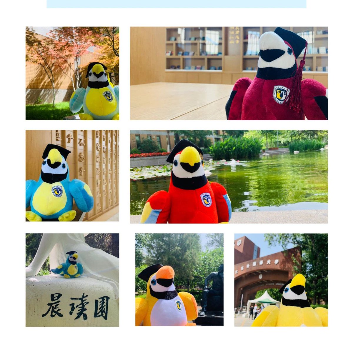IBSBFSU's tweet photo. Each graduation season, BFSU sends a special gift to the graduates——a parrot with unique color~
Guess why!
This is because that having a gift for language, parrot is known as the mascot of BFSU.
#IBSBFSU #StudyinChina #studyabroad #BFSUers #graduation2020 https://t.co/1ck9WnQIbD