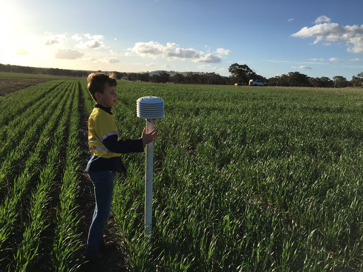 ben_biddulph's tweet photo. Late Maturity amylase expression trials powering along at DPIRD Dale site. 4 sowing dates from Mid April to expose material to a range of โcoldโ events after flowering ๐ค extra 20m elevation keeps โ๏ธ away later. Scepter from mid April past Z31. So scoring not far away. #frostfun https://t.co/MhJxfwwpLp