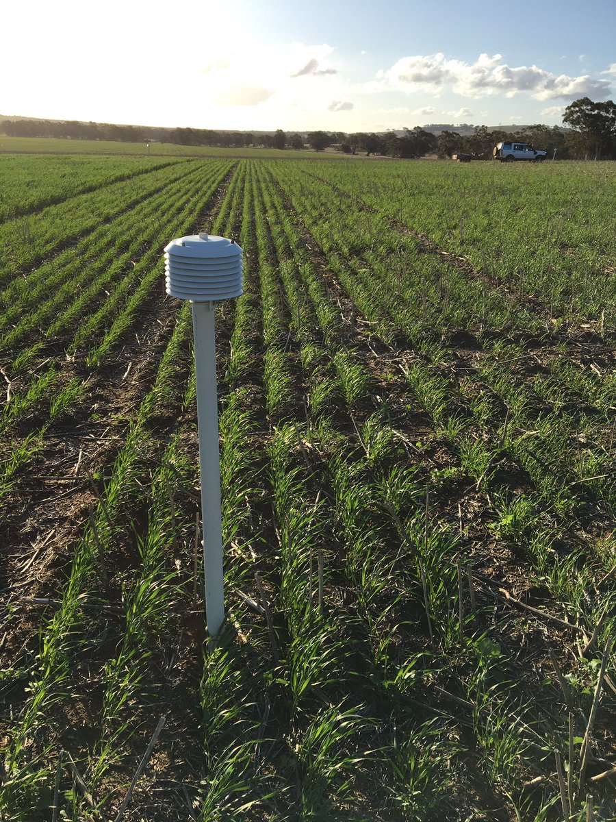 ben_biddulph's tweet photo. Late Maturity amylase expression trials powering along at DPIRD Dale site. 4 sowing dates from Mid April to expose material to a range of โcoldโ events after flowering ๐ค extra 20m elevation keeps โ๏ธ away later. Scepter from mid April past Z31. So scoring not far away. #frostfun https://t.co/MhJxfwwpLp