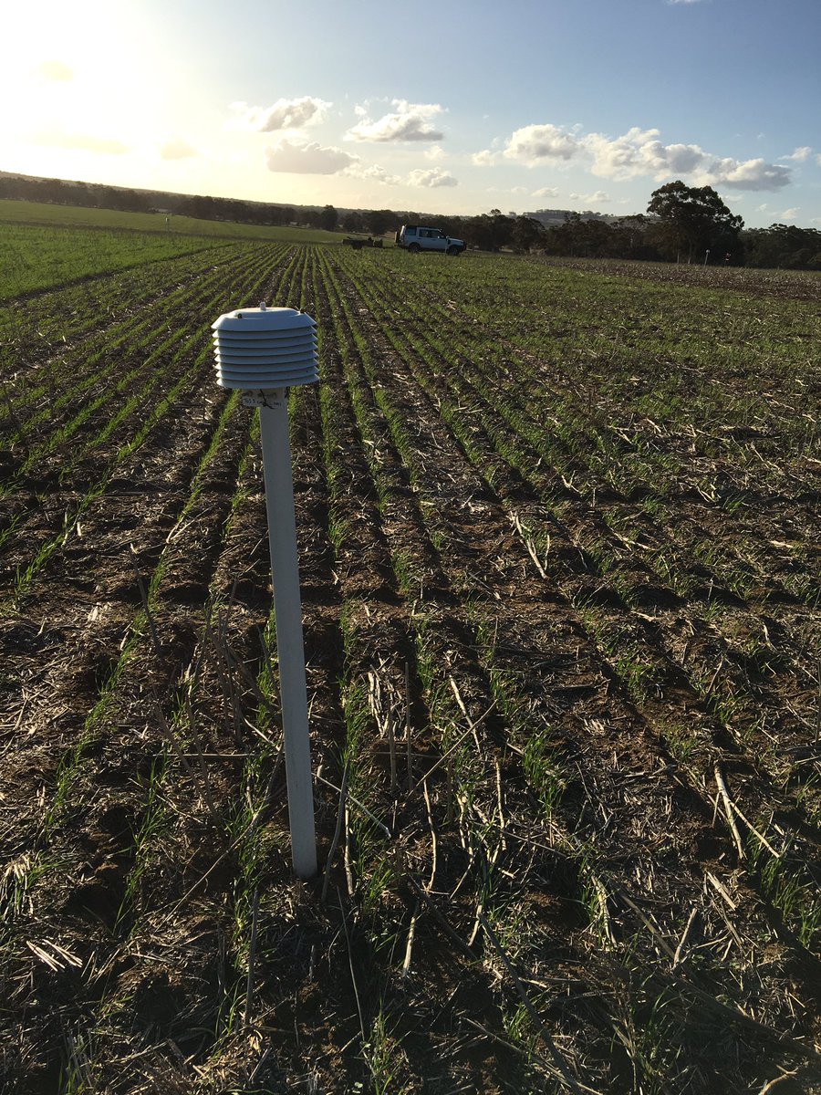 ben_biddulph's tweet photo. Late Maturity amylase expression trials powering along at DPIRD Dale site. 4 sowing dates from Mid April to expose material to a range of โcoldโ events after flowering ๐ค extra 20m elevation keeps โ๏ธ away later. Scepter from mid April past Z31. So scoring not far away. #frostfun https://t.co/MhJxfwwpLp
