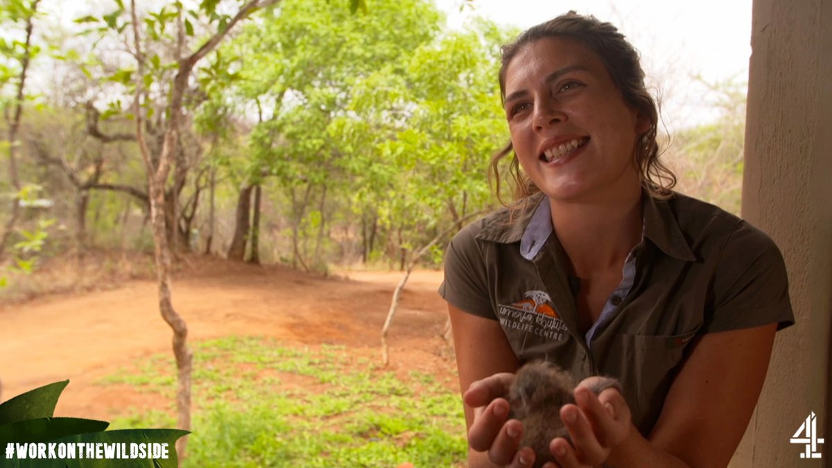 In today's final episode, Emma becomes mum to two adorable baby bush babies ☀ 

Watch the last chapter of our wildlife stories today at 4pm on <a href="/channel4/">Channel 4</a>. #WorkOnTheWildSide