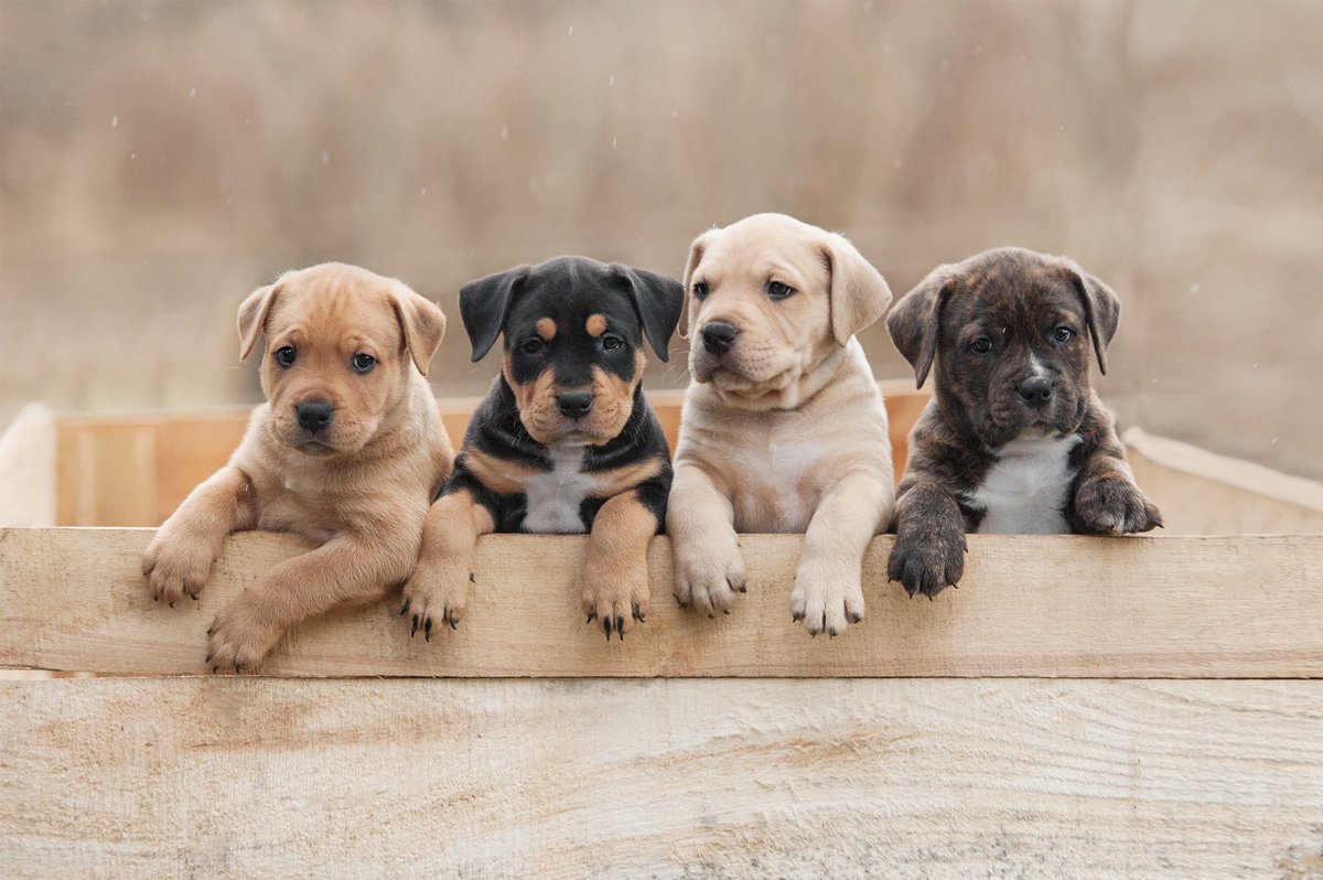 4 is always better than 1 😍 happy Ｐｕｐｐｙ　Ｆｒｉｄａｙ 🐶🥰 #SynomedicPlus #EQMedic #SynomedicPet #Dog #Pet #PuppyFriday