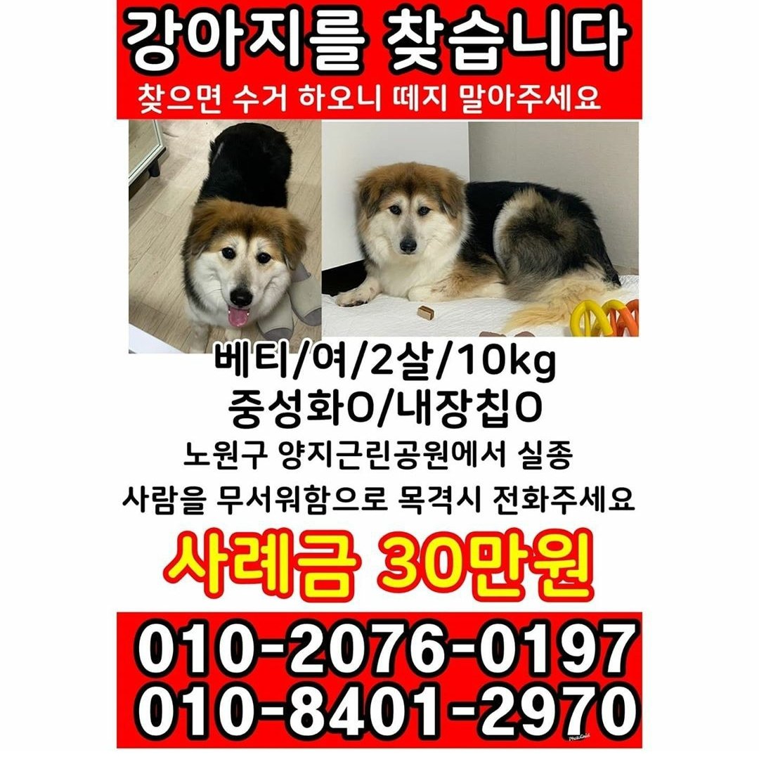 leo_zip's tweet photo. 지금 베티 찾으러 노원구 가고 있어요. 제보가 너무 없네요.. 다시 한번 공유부탁드려요. 공유마저 어려우시면 아이 빨리 찾을 수 있도록 기도라도 부탁드립니다. 이제 비도 온다고 하고 초조합니다. https://t.co/FzavZ9HD0V