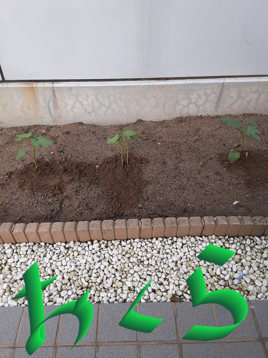 michi_na0's tweet photo. 今日会社の花壇にお花ではなく「おくら」を植えました😅まだまだ他の🍅野菜植えます➰ https://t.co/aren6NHN65