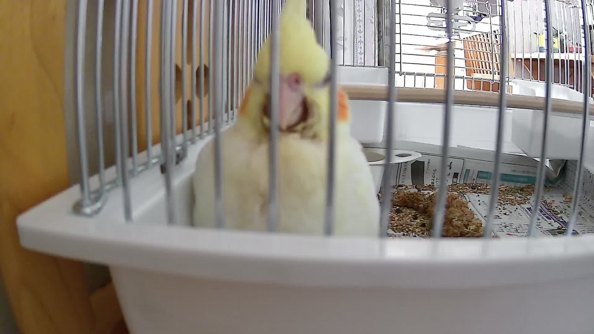 okame_tama's tweet photo. お出かけ行く前はすごい呼び鳴きしてて胸がとても痛くなったのに、鍵閉めて10秒後の姿がこれ🤣
これがインコの本性なのか？🤔
#オカメインコ
#インコ https://t.co/mS79BIguMp