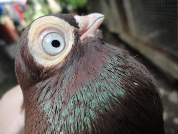 Weird_AnimaIs's tweet photo. The Budapest pigeon. https://t.co/UdpyFs28NE