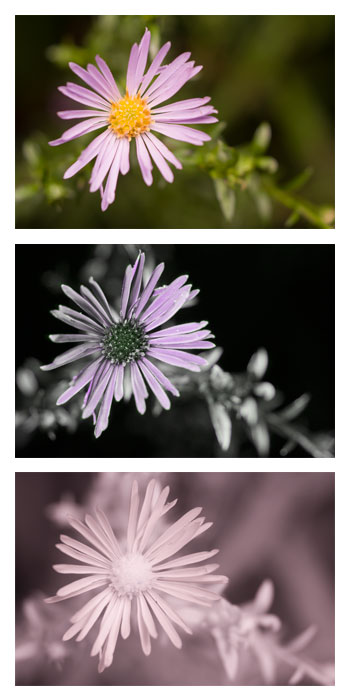 OgarniamFizyke's tweet photo. To samo, a inaczej. Zdjęcie kwiatka (Aster) w świetle widzialnym, ultrafiolecie i podczerwieni :-)
Foto: Dave Kennard
#fizyka #fotografia #światło #ultrafiolet #podczerwień https://t.co/fZng0IgXj2