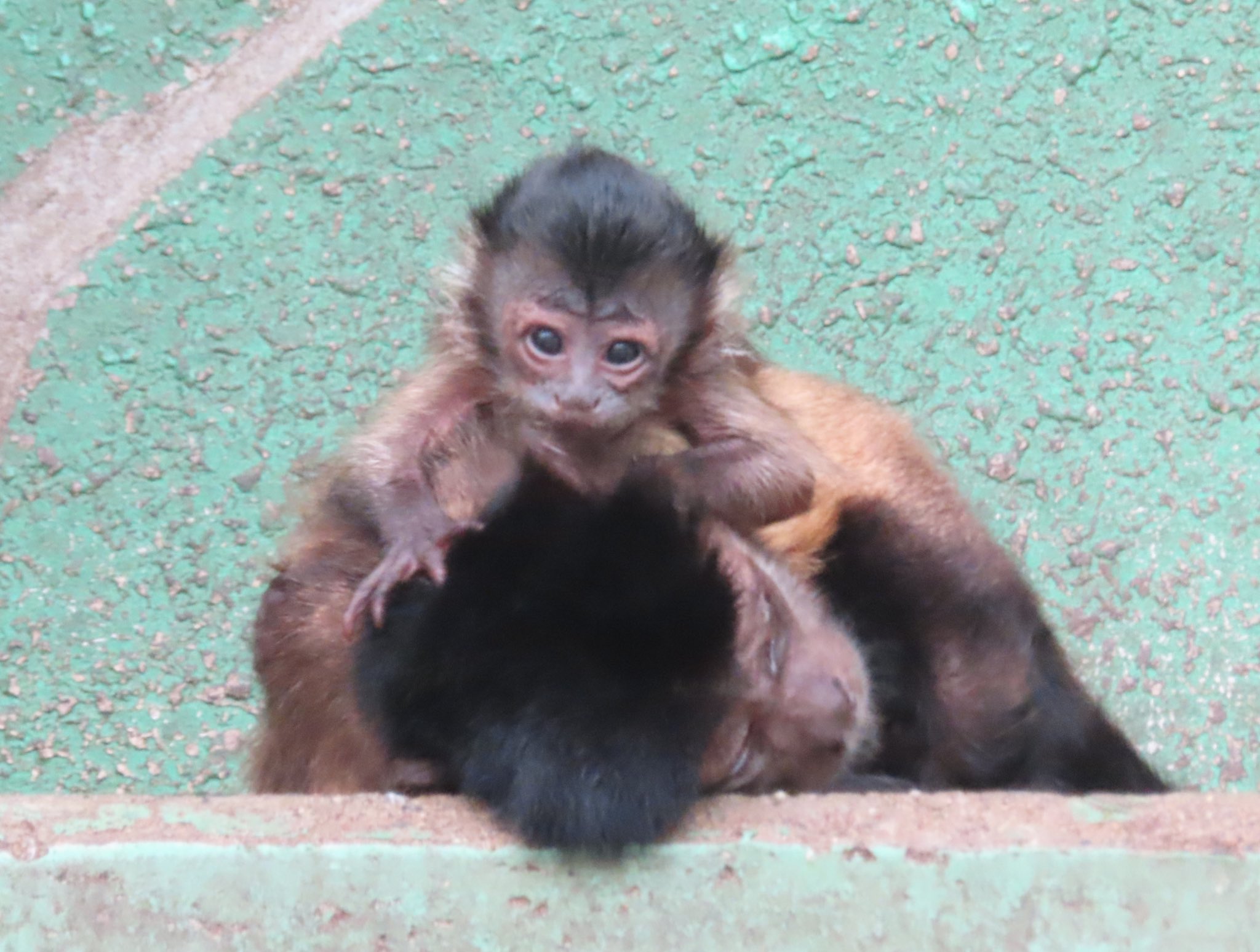 ✡️速購入OK✡️様　　　大猿 猛闘犬丸 MOUTOUKENMARU.SPECIAL 78Z 【New Model】 : DEEP