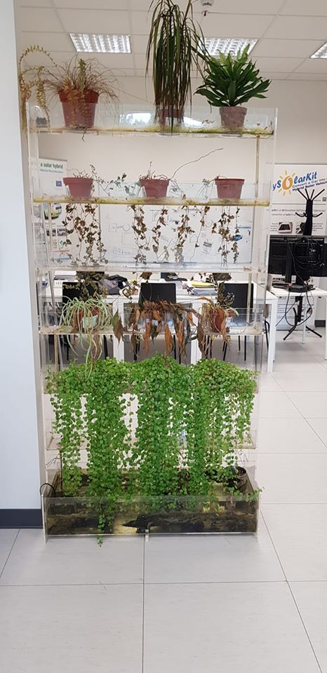 eproinn's tweet photo. Anche le amiche vegetali della nostra sede hanno imparato a convivere con le difficoltà, e una buona metà di loro è ancora lì, nonostante due mesi senza acqua. E anche i nostri progetti vanno avanti. Quando si dice #resilienza. 
#eProInn #LIFESAVE #LIFE #MobilitàSostenibile https://t.co/kF80GJXUMH