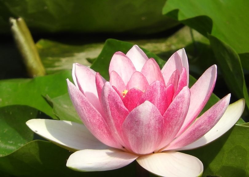 KDaruma4649's tweet photo. いつ見ても蓮の花は素晴��しいの一言に尽きる。 https://t.co/CpGDo27qrB