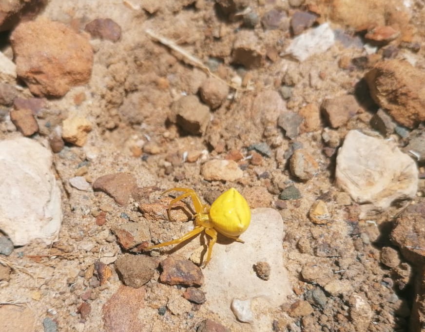 DrWissam's tweet photo. While searching for paleolithic flintstone objects in #Mayrouba #Lebanon with my prehistory course students we found his excellence the #Thomisus_onustus (#crab_spider). #spiders #arachnids #arachnidae #araignées https://t.co/kig8iZkwT6