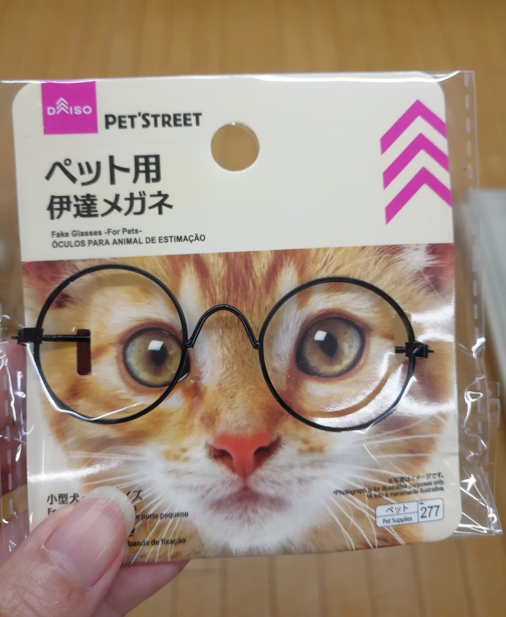 ペット用メガネが似合いすぎる猫さんが インテリ感がすぎる こういう教授いそう と話題に 他にもメガネの似合う犬猫さんが集結 Togetter