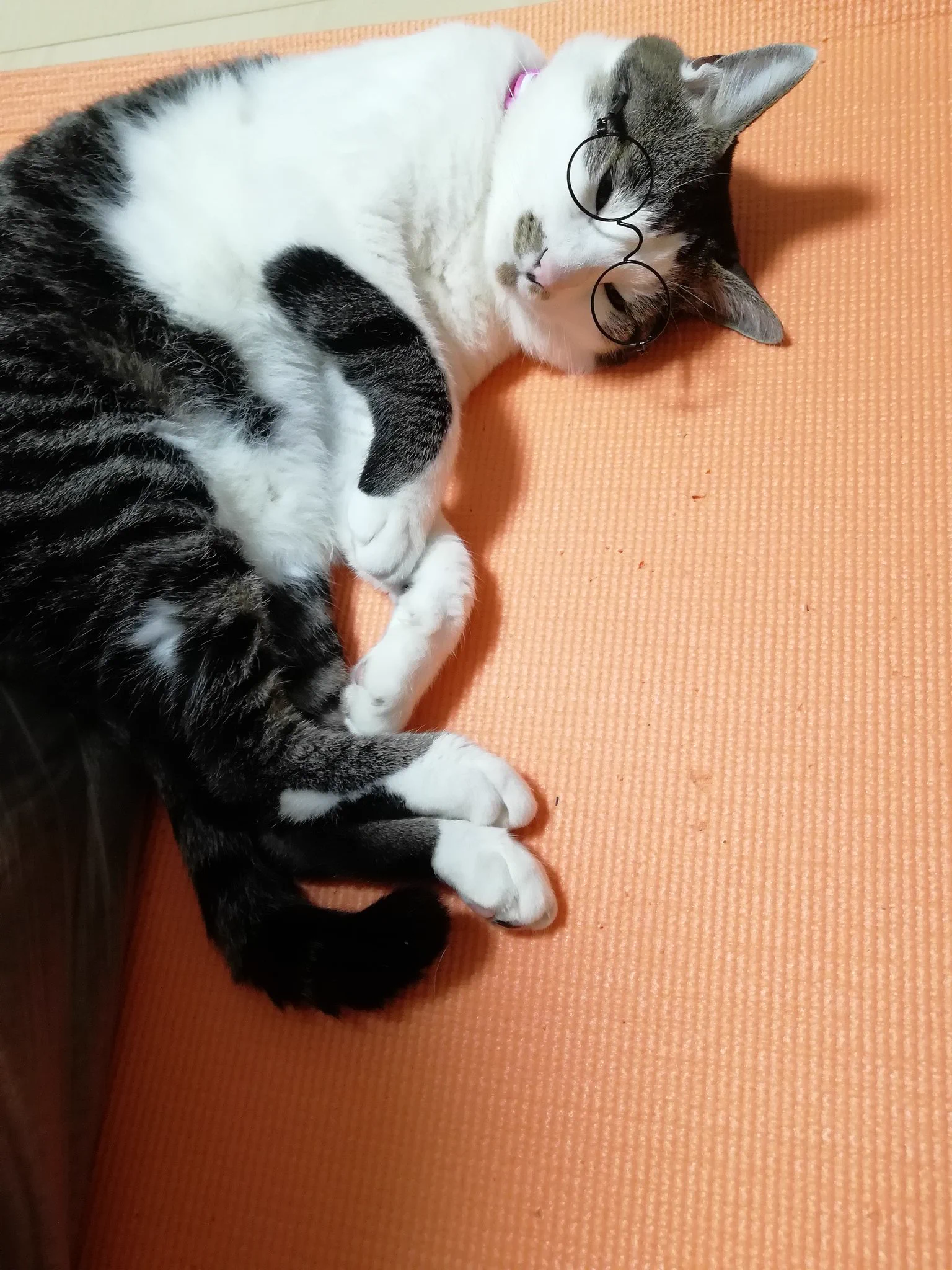 DAISOすごい！種類豊富にペット用伊達メガネが売っているwww