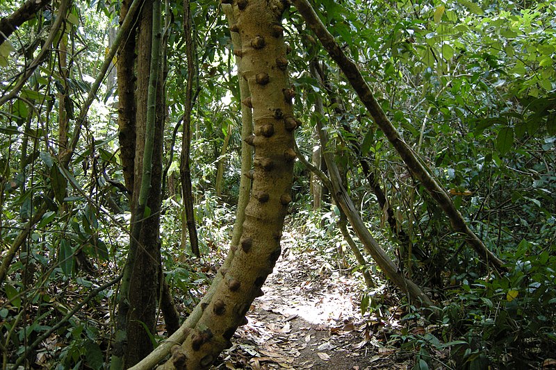 PLOSONE's tweet image. This recent study on regeneration of endangered #Dipterocarp trees in Vietnam by Do and colleagues from @SCUonline provides useful guidance for silvicultural practices for restoring degraded forests (2/6) #sustainablelogging journals.plos.org/plosone/articl… 📷 CC BY Vyacheslav Argenberg