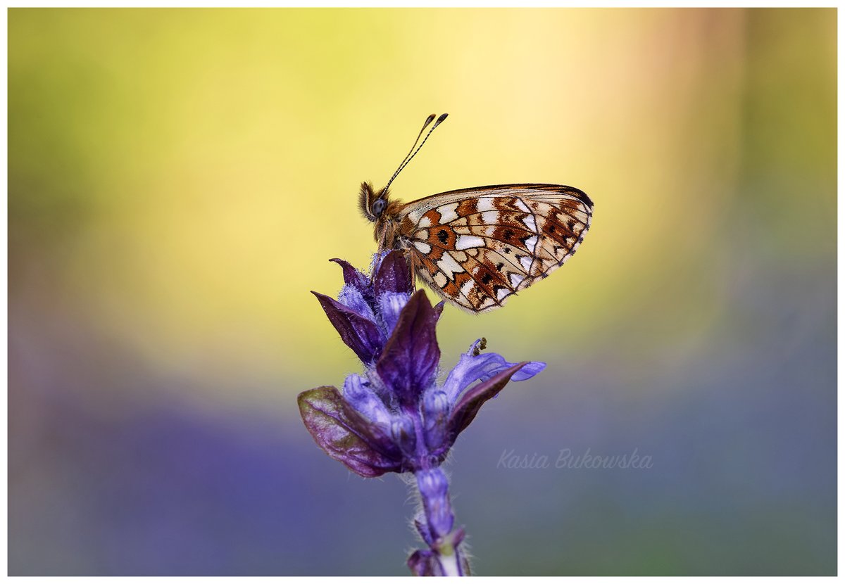 Kasia Bukowska Small Pearl Bordered Fritillary Taken With My Favourite Sigma Apo Macro 180mm F2 8 Ex Dg Os Hsm Sigmaimaginguk F13 1 25s Iso 100 2 3stop T Co Xd5egrih0g
