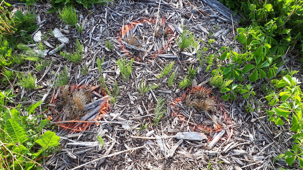 NNA_TTRIPP's tweet image. Horsetail meets Finalsan. Treated plants are in the orange circles.