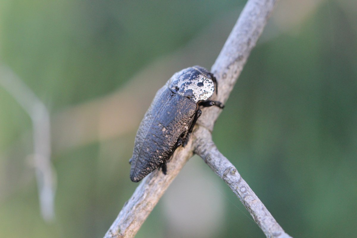cerambyx2015's tweet photo. Capnodis tenebrionis, Крым Евпатория озеро Мойнаки 05.20 #Capnodis #Buprestidae #Coleoptera  на шиповнике https://t.co/STDTg1AONL