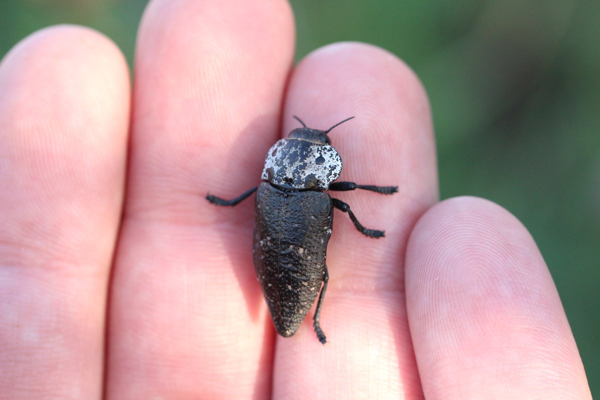 cerambyx2015's tweet photo. Capnodis tenebrionis, Крым Евпатория озеро Мойнаки 05.20 #Capnodis #Buprestidae #Coleoptera  на шиповнике https://t.co/4UhRpaR6Eh