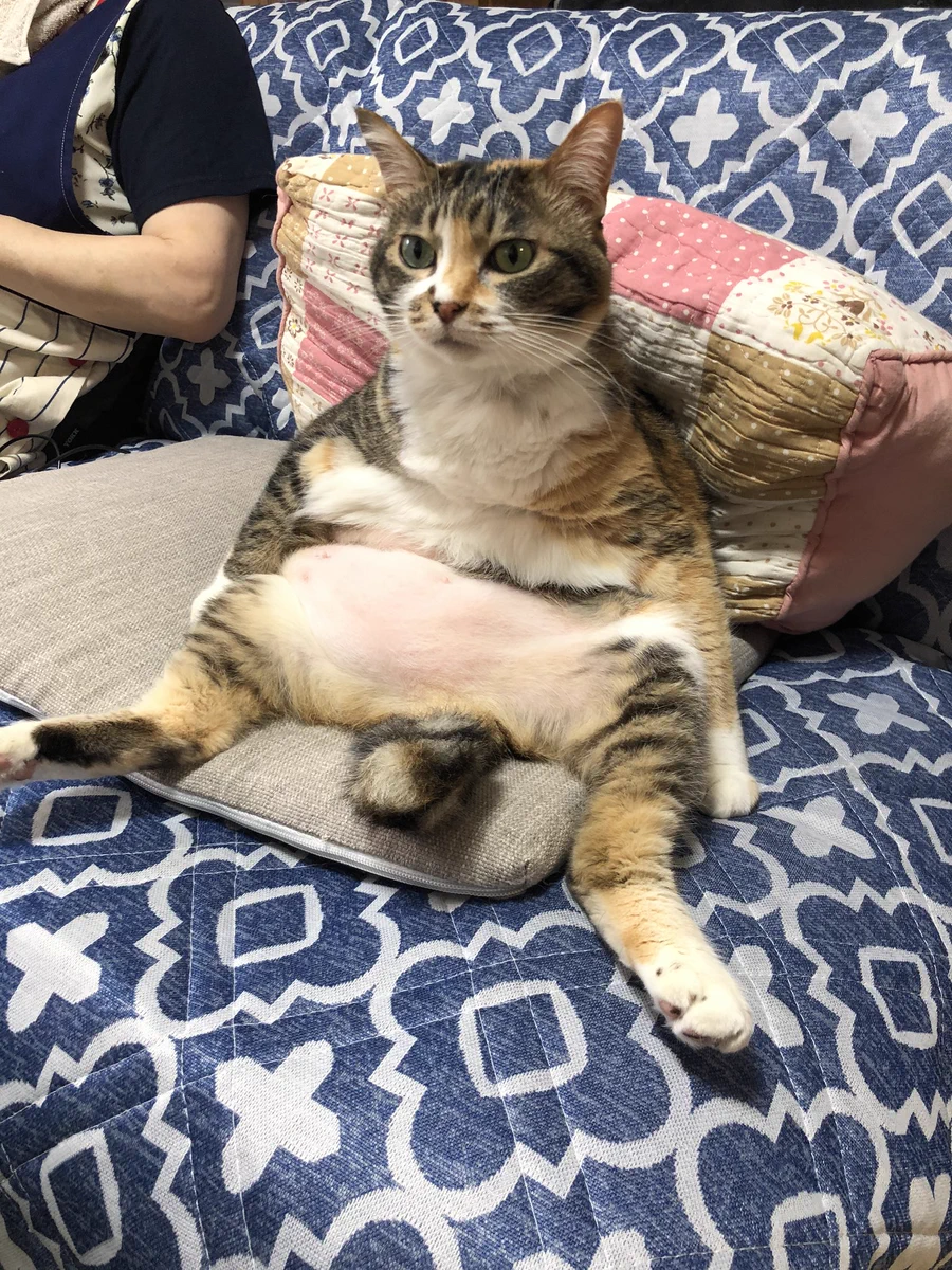 『吾輩は人であるw』 実家の猫の中身...人じゃないかな？？