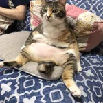 『吾輩は人であるw』 実家の猫の中身...人じゃないかな？？