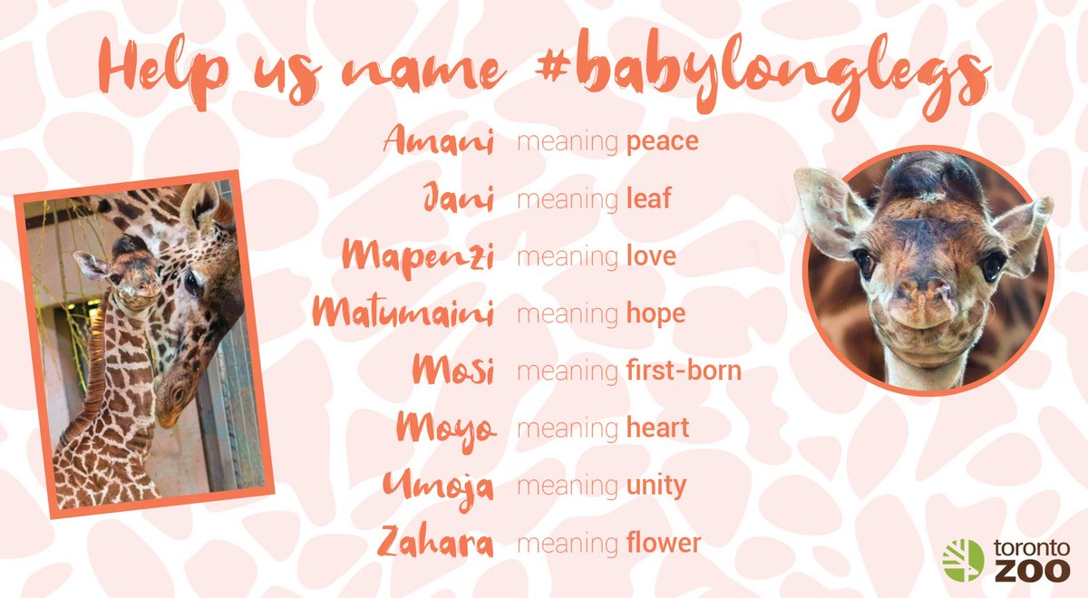 Help Us Name #BabyLongLegs!🦒 Choose from eight different name options, each with a beautiful meaning in Swahili.

Vote at woobox.com/w6pb3r now through 06/17/2020. Watch to learn how these names were chosen: youtube.com/watch?v=mKv0ZP…